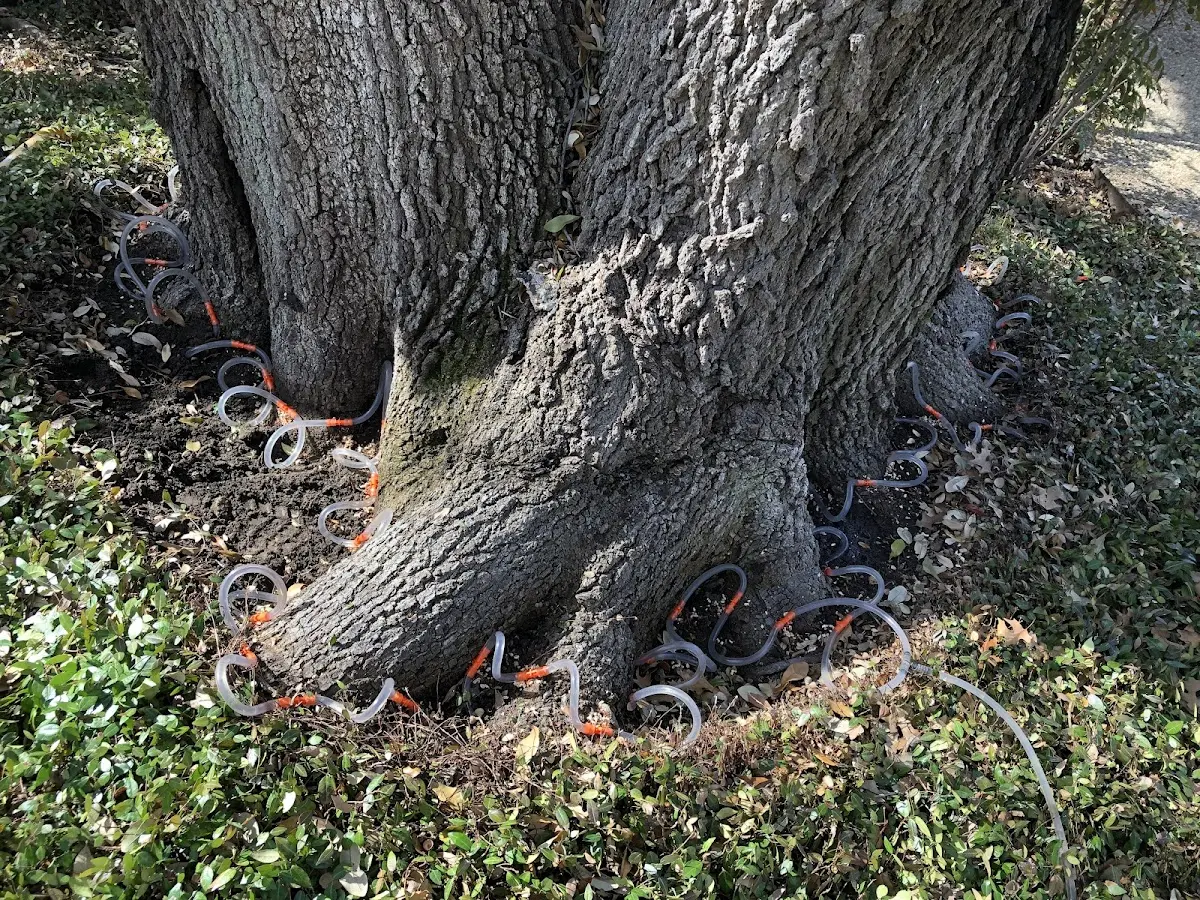 Detailed Tree Cabling and Bracing job site in Cliff
