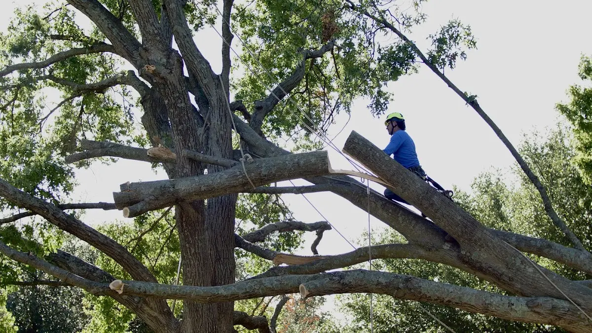 Professional Crown Thinning performed by certified arborists in Cliff
