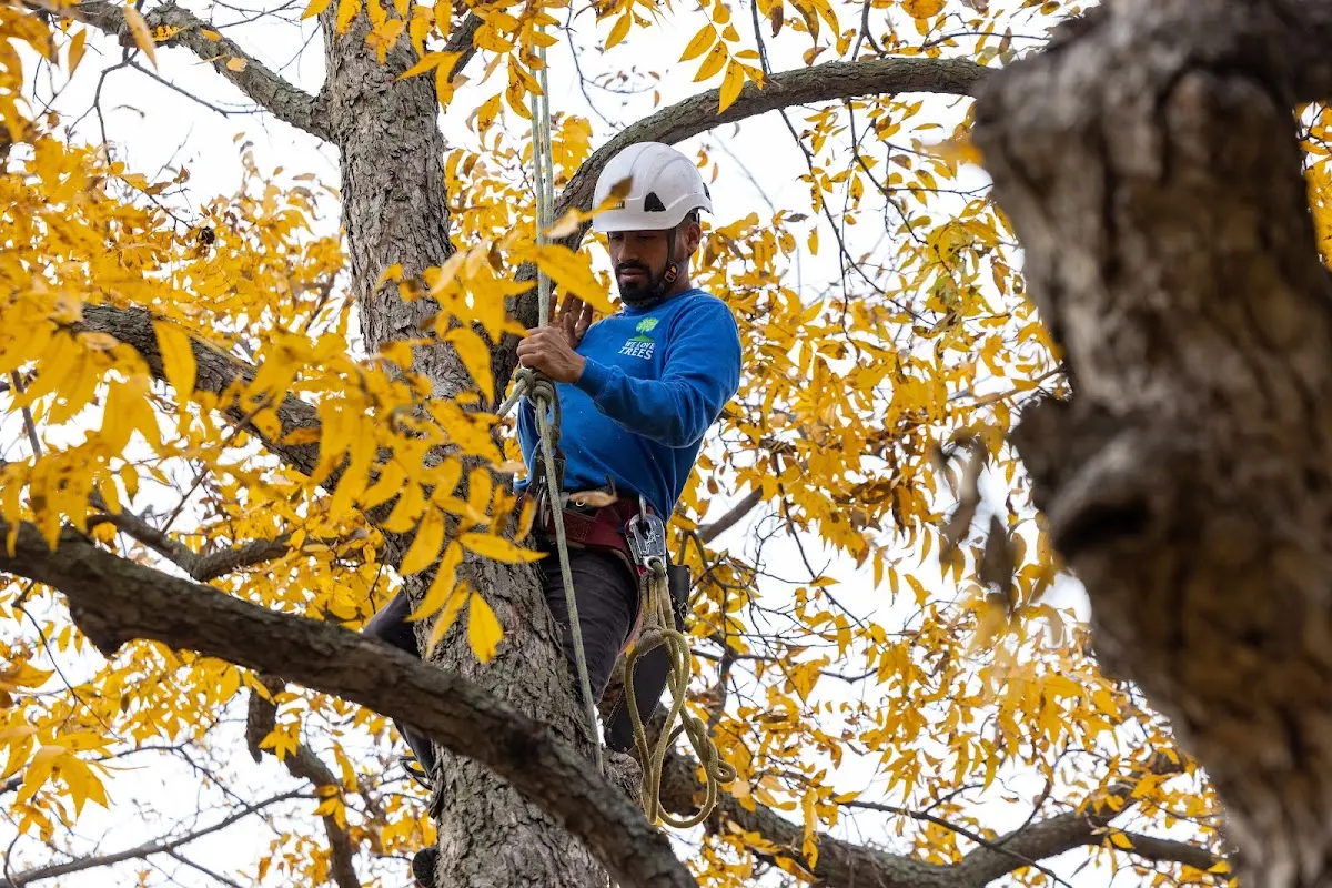 Skilled Tree Planing crew working in Cliff